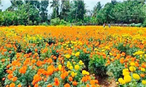 ബത്തേരിയില്‍ വര്‍ണവസന്തമൊരുക്കി ചെണ്ടുമല്ലിപ്പാടം