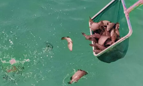 fish agriculture