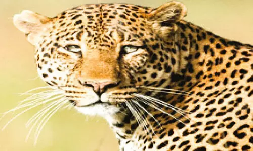 മു​പ്ലി​യ​ത്ത് പു​ലി​യു​ടേ​തെ​ന്ന്​ സം​ശ​യി​ക്കു​ന്ന കാ​ൽ​പാ​ടു​ക​ൾ ക​ണ്ടെ​ത്തി