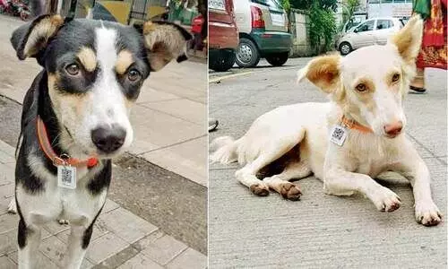 മുംബൈയിലെ എല്ലാ തെരുവുനായകൾക്കും ക്യുആർ കോഡ് കോളർ ഘടിപ്പിക്കും