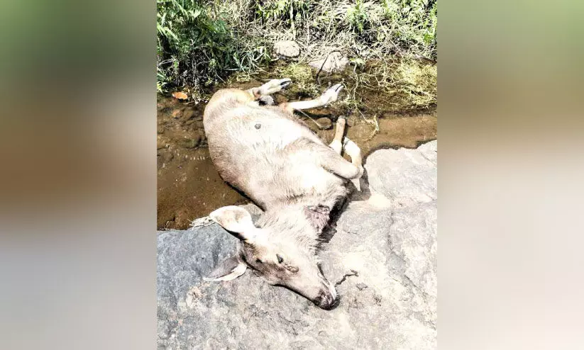 വെടിയേറ്റ് ചത്ത നിലയിൽ കണ്ടെത്തിയ മ്ലാവ് വെടിയേറ്റ് ചത്ത നിലയിൽ കണ്ടെത്തിയ മ്ലാവ്