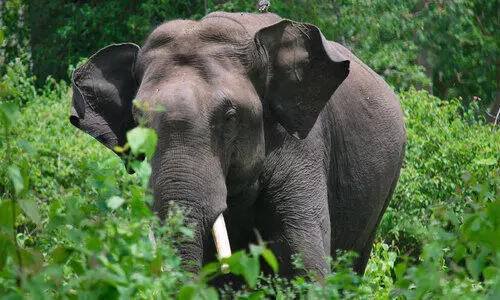 wild elephant menace wild elephant menace