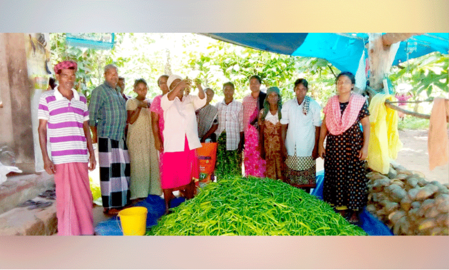 വന്യമൃഗങ്ങളോടു പൊരുതി ആറളത്തെ കർഷകർ;  പച്ചമുളക് കൃഷിയിൽ വിജയഭേരി