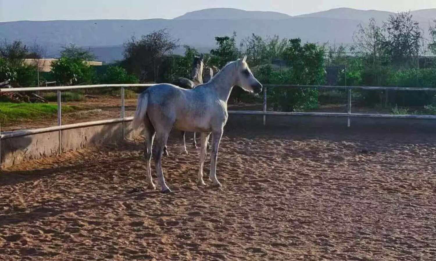 ഖ​ത്ത് സ്പ്രി​ങ് കു​തി​രാ​ല​യം