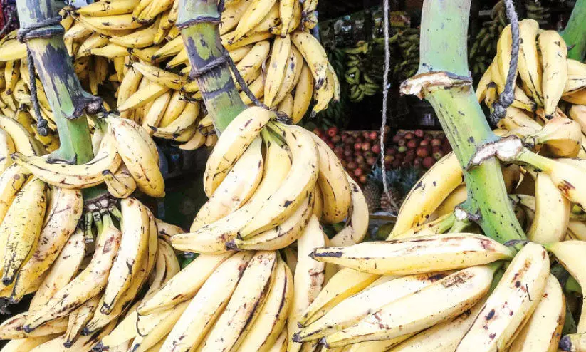 ഇന്ന് നാഷനൽ ബനാന ലവേഴ്സ് ഡേ; നേന്ത്രപ്പഴത്തിന് വിലയിലും വിളയിലും ഓണച്ചിരി ഇന്ന് നാഷനൽ ബനാന ലവേഴ്സ് ഡേ; നേന്ത്രപ്പഴത്തിന് വിലയിലും വിളയിലും ഓണച്ചിരി