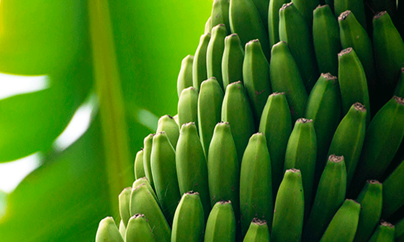 നേന്ത്രക്കായക്കും വാഴയിലക്കും പൊള്ളുന്ന വില