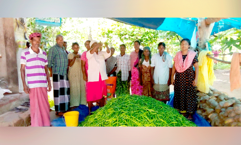 വന്യമൃഗങ്ങളോടു പൊരുതി ആറളത്തെ കർഷകർ;  പച്ചമുളക് കൃഷിയിൽ വിജയഭേരി