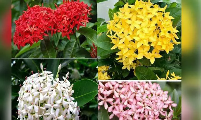 ബാ​ൽ​ക്ക​ണി​യി​ൽ വ​ള​ർ​ത്താ​വു​ന്ന ഇക്സോറ