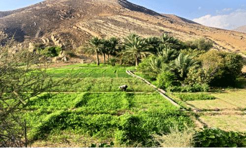 രാ​ജ്യ​ത്ത്​ കാ​ർ​ഷി​ക ഭൂ​മി വ​ർ​ധി​ച്ചു