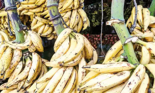 ഇന്ന് നാഷനൽ ബനാന ലവേഴ്സ് ഡേ; നേന്ത്രപ്പഴത്തിന് വിലയിലും വിളയിലും ഓണച്ചിരി ഇന്ന് നാഷനൽ ബനാന ലവേഴ്സ് ഡേ; നേന്ത്രപ്പഴത്തിന് വിലയിലും വിളയിലും ഓണച്ചിരി