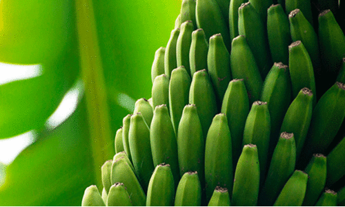 നേന്ത്രക്കായക്കും വാഴയിലക്കും പൊള്ളുന്ന വില