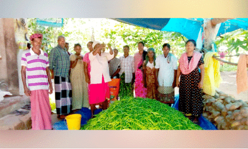 വന്യമൃഗങ്ങളോടു പൊരുതി ആറളത്തെ കർഷകർ;  പച്ചമുളക് കൃഷിയിൽ വിജയഭേരി