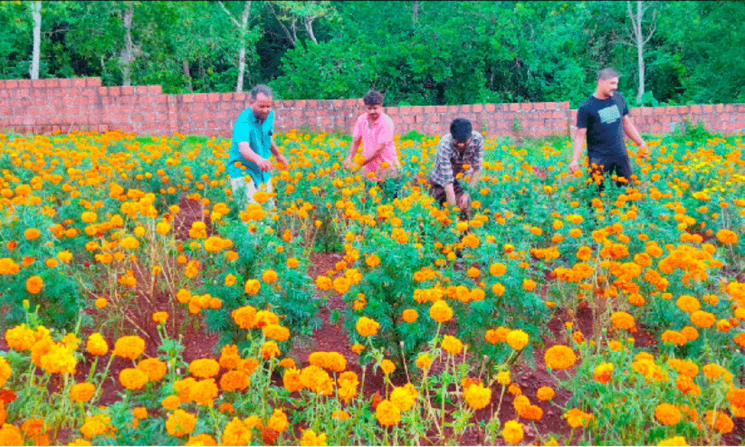 ഈ പൂക്കൾ സഹജീവി  സ്നേഹത്തിന്റെ സൗന്ദര്യം