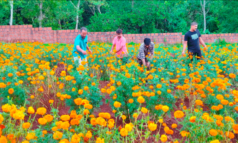 ഈ പൂക്കൾ സഹജീവി  സ്നേഹത്തിന്റെ സൗന്ദര്യം