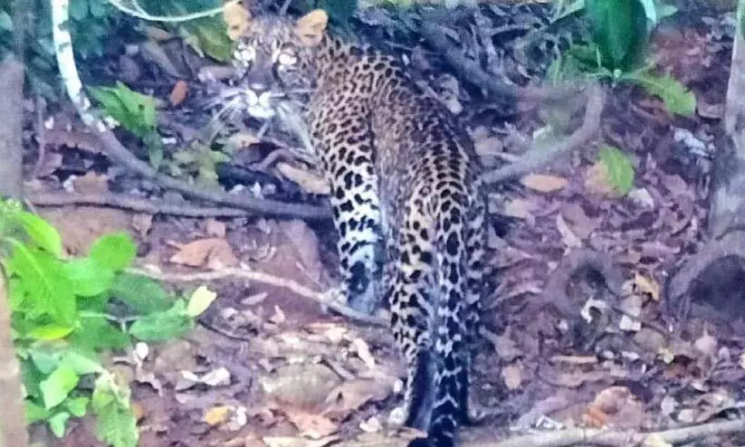 ഓണം ‘കളറാക്കാൻ’ ഒടുവിൽ ഒറിജിനൽ പുലിയും ഇറങ്ങി ഓണം ‘കളറാക്കാൻ’ ഒടുവിൽ ഒറിജിനൽ പുലിയും ഇറങ്ങി