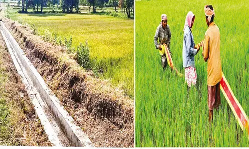 ക​ര​ിഞ്ഞു​ണ​ങ്ങി നെ​ൽ​പ്പാ​ടം; ഹൃ​ദ​യം വി​ണ്ടു​കീ​റി ക​ർ​ഷ​ക​ർ