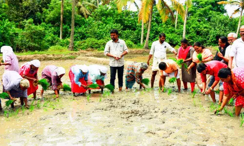 തത്തപ്പള്ളി അരീപ്പാടത്ത് നെൽകൃഷി തുടങ്ങി