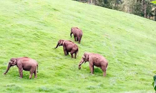സ​ന്ദ​ർ​ശ​ക​ർ​ക്ക് കൗ​തു​ക​ക്കാ​ഴ്ച​യാ​യി കാ​ട്ടാ​ന​ക​ളും