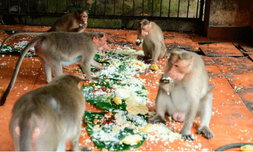 ഉത്രാടദിനത്തിൽ ഓണസദ്യയുണ്ട്​ വാനരക്കൂട്ടം