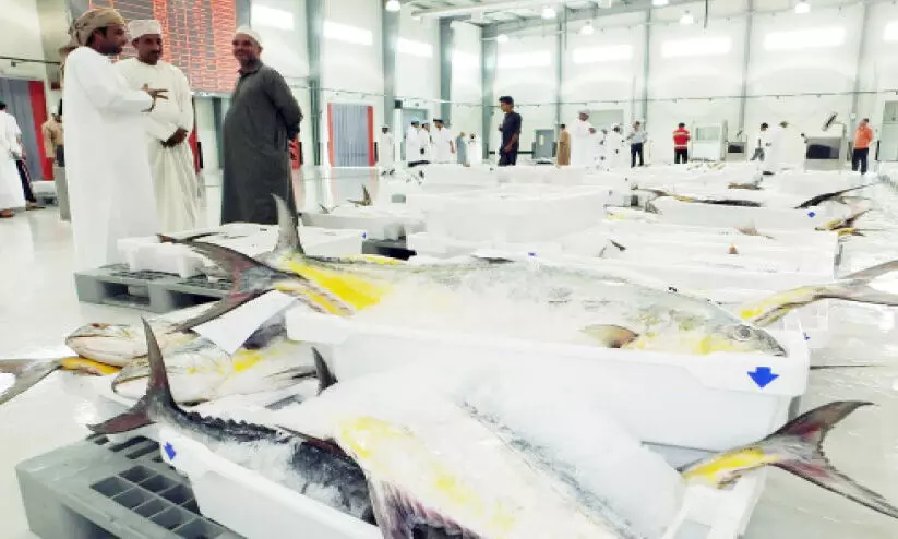 ഒമാനിൽ മ​ത്സ്യ ക​യ​റ്റു​മ​തി​യി​ൽ വ​ൻ കു​തി​പ്പ് ​: ക​ഴി​ഞ്ഞ വ​ർ​ഷ​ത്തേ​ക്കാ​ൾ 15 ശ​ത​മാ​നം വ​ർ​ധ​ന