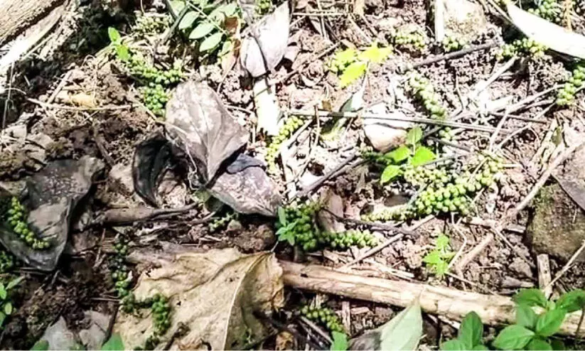 കുരുമുളകിന്​ വാട്ടം: കർഷകർ അങ്കലാപ്പിൽ