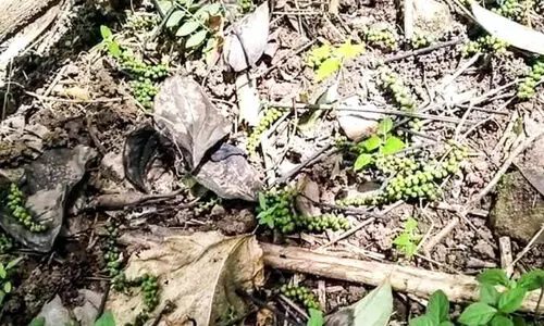 കുരുമുളകിന്​ വാട്ടം: കർഷകർ അങ്കലാപ്പിൽ