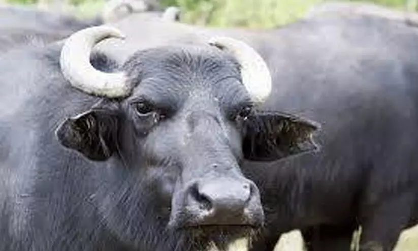 പോത്തിന്റെ കുത്തേറ്റ് ഗൃഹനാഥൻ മരിച്ച നിലയിൽ പോത്തിന്റെ കുത്തേറ്റ് ഗൃഹനാഥൻ മരിച്ച നിലയിൽ