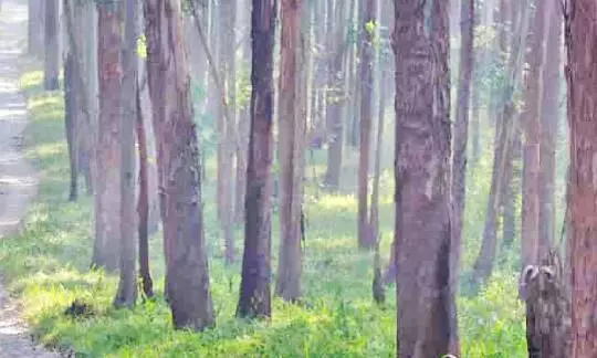 പട്ടയഭൂമിയിലെ മരം മുറിക്കാന്‍ കാത്തിരിക്കുന്നവർ നിരവധി;  റവന്യൂ വകുപ്പും കർഷകരെ കൈയൊഴിയുന്നു