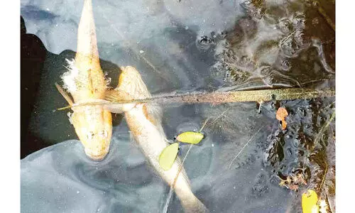 ബിയ്യം റെഗുലേറ്റർ കം ബ്രിഡ്ജിന് സമീപം മത്സ്യങ്ങൾ ചത്തുപൊങ്ങി