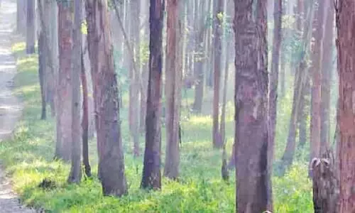 പട്ടയഭൂമിയിലെ മരം മുറിക്കാന്‍ കാത്തിരിക്കുന്നവർ നിരവധി;  റവന്യൂ വകുപ്പും കർഷകരെ കൈയൊഴിയുന്നു