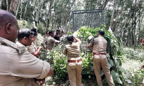 പാക്കണ്ടത്ത് ആടുകളെ പുലി പിടിച്ചു; നാ​ട്ടു​കാ​ർ ഭീ​തി​യി​ൽ