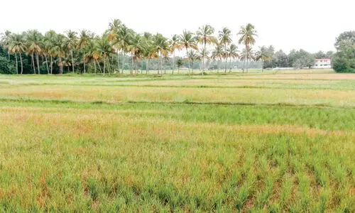 കണ്ണീർപ്പാടം: വെ​ള്ള​മി​ല്ല; നെ​ൽ​കൃ​ഷി ഉ​ണ​ങ്ങു​ന്നു