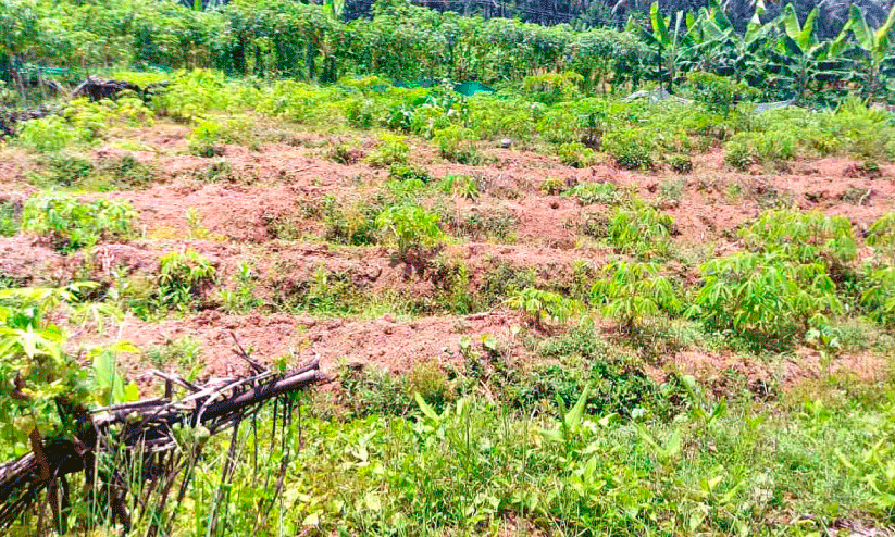 വരൾച്ചയും കാട്ടുപന്നി ആക്രമണവും; കുട്ടമ്പൂരിൽ കർഷകർ കൃഷി ഉപേക്ഷിക്കുന്നു വരൾച്ചയും കാട്ടുപന്നി ആക്രമണവും; കുട്ടമ്പൂരിൽ കർഷകർ കൃഷി ഉപേക്ഷിക്കുന്നു