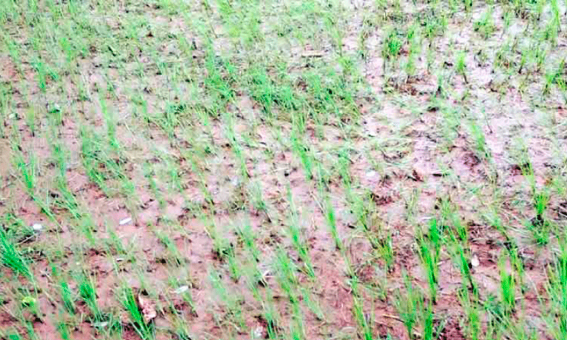 നെല്ല് നാശം; പ്രത്യേക നഷ്ടപരിഹാരം പ്രഖ്യാപിക്കണമെന്ന് ആവശ്യം