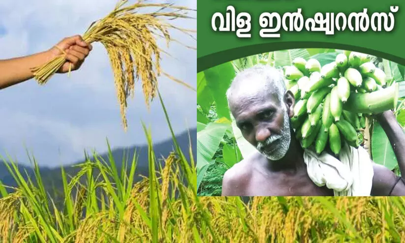 കാലാവസ്ഥാധിഷ്ഠിത വിള ഇൻഷുറൻസ് പദ്ധതിയിൽ അംഗമാകാൻ ഏഴ് വരെ നീട്ടി