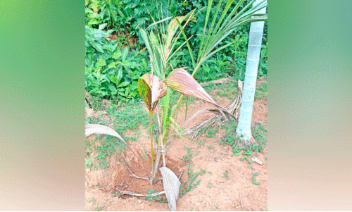 മഴയില്ല; കർഷകർ ആശങ്കയിൽ മഴയില്ല; കർഷകർ ആശങ്കയിൽ