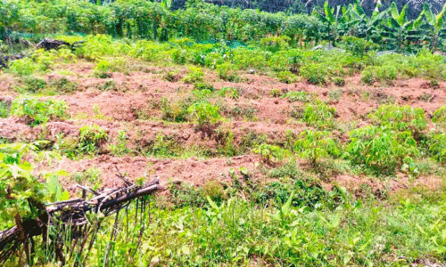 വരൾച്ചയും കാട്ടുപന്നി ആക്രമണവും; കുട്ടമ്പൂരിൽ കർഷകർ കൃഷി ഉപേക്ഷിക്കുന്നു