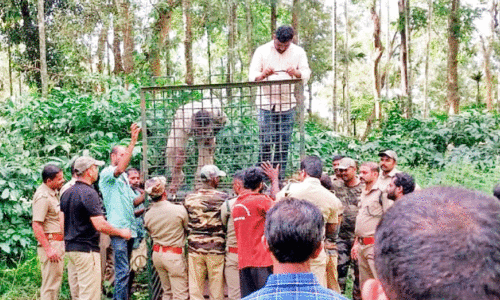 നാടിറങ്ങി കടുവകൾ; കെണിയൊരുക്കി കാത്തിരിപ്പ്