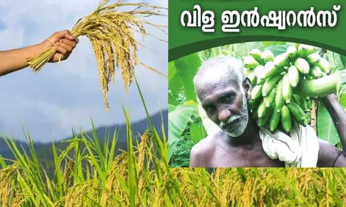 കാലാവസ്ഥാധിഷ്ഠിത വിള ഇൻഷുറൻസ് പദ്ധതിയിൽ അംഗമാകാൻ ഏഴ് വരെ നീട്ടി