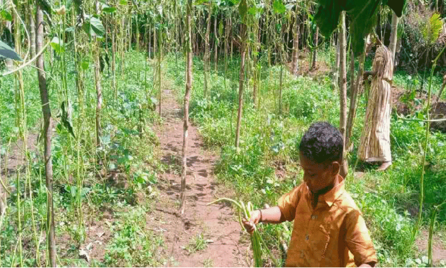 കാട്ടുപോത്ത് കൃഷി നശിപ്പിച്ചു; കണ്ണീരോടെ ആദിവാസി കർഷകൻ