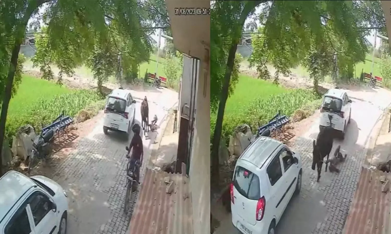 വീട്ടിലേക്ക് കയറിയ പശുവിനെ ഓടിക്കാൻ ശ്രമിക്കുന്നതിനിടെ വയോധികന് ദാരുണാന്ത്യം; കയറിൽ കുരുങ്ങിയ വൃദ്ധനെ പശു വലിച്ചിഴച്ചത് നൂറ് മീറ്ററോളം