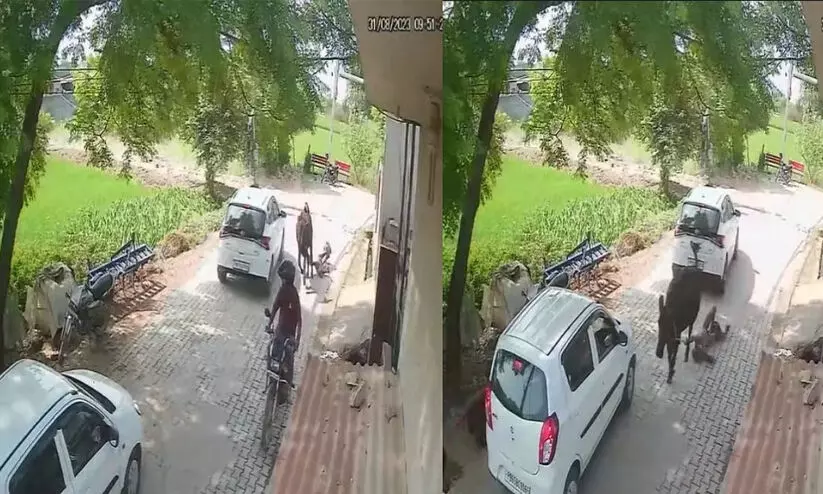 വീട്ടിലേക്ക് കയറിയ പശുവിനെ ഓടിക്കാൻ ശ്രമിക്കുന്നതിനിടെ വയോധികന് ദാരുണാന്ത്യം; കയറിൽ കുരുങ്ങിയ വൃദ്ധനെ പശു വലിച്ചിഴച്ചത് നൂറ് മീറ്ററോളം