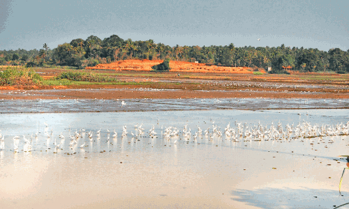 കോ​ൾ​പാ​ട​ങ്ങ​ളി​ലെ വെ​ള്ളം വ​റ്റി​ക്കരുതെന്ന് നിർദേശം
