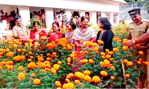 വൈ​കി​യെ​ങ്കി​ലും  ജ​യി​ൽ വ​സ​ന്തം ക​ള​റാ