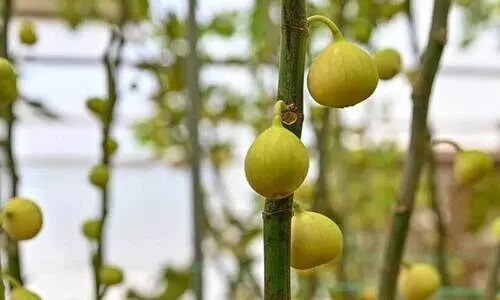 അത്തിപ്പഴ പെരുമ