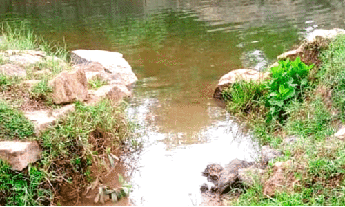 തോ​ടി​ന്റെ സം​ര​ക്ഷ​ണ​ഭി​ത്തി​ക​ള്‍ ത​ക​ര്‍ന്നു; ഉ​പ്പു​വെ​ള്ളം ക​യ​റി കൃ​ഷി പ്ര​തി​സ​ന്ധി​യി​ൽ