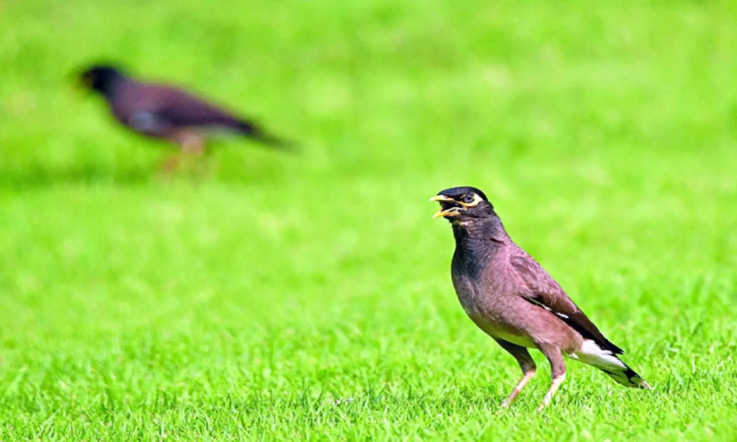 മൈ​ന​ക​ളെ​യും കാ​ക്ക​ക​ളെ​യും തു​ര​ത്ത​ൽ : ര​ണ്ടാം​ഘ​ട്ട കാ​മ്പ​യി​ന്​   ദോ​ഫാ​റി​ൽ ഇ​ന്ന്​ തു​ട​ക്കം