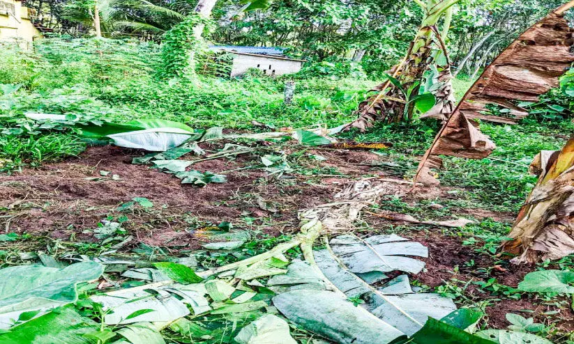 കാട്ടുപന്നി ശല്യം രൂക്ഷം; കർഷകർ വലയുന്നു കാട്ടുപന്നി ശല്യം രൂക്ഷം; കർഷകർ വലയുന്നു