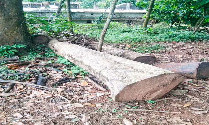 കർഷകന്റെ കാര്യം കട്ടപ്പുക; മുറിച്ചപ്പോഴാണ് അറിയുന്നത്, മരം നട്ടത് വിനയായെന്ന് കർഷകന്റെ കാര്യം കട്ടപ്പുക; മുറിച്ചപ്പോഴാണ് അറിയുന്നത്, മരം നട്ടത് വിനയായെന്ന്