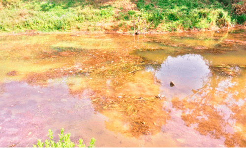 മാലിന്യം നിറഞ്ഞ് പുഴകൾ; കുടിവെള്ള പദ്ധതികൾക്ക് ഭീഷണിയാകുന്നു